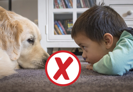 Children need to avoid starting at the dog